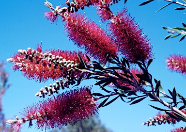 APII jpeg image of Callistemon 'Purple Splendour'  © contact APII