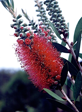 APII jpeg image of Callistemon 'Western Glory'  © contact APII