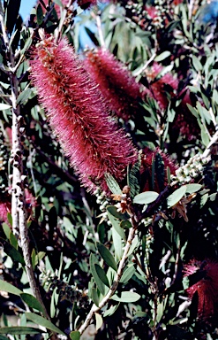 APII jpeg image of Callistemon 'Violaceus'  © contact APII