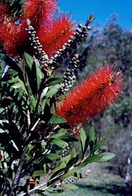 APII jpeg image of Callistemon 'Tyrian Rose'  © contact APII