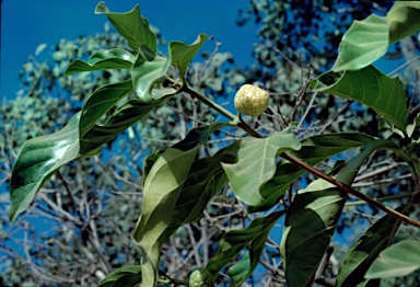 APII jpeg image of Morinda citrifolia  © contact APII