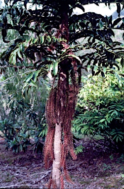 APII jpeg image of Hicksbeachia pinnatifolia  © contact APII