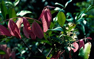 APII jpeg image of Syzygium cryptophlebium  © contact APII