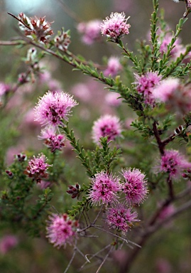 APII jpeg image of Kunzea capitata  © contact APII