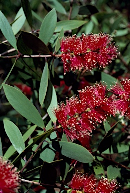 APII jpeg image of Melaleuca quinquenervia  © contact APII