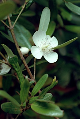 APII jpeg image of Eucryphia lucida  © contact APII