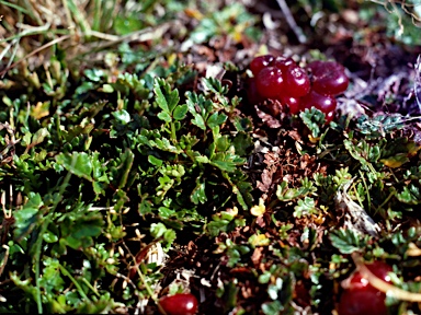 APII jpeg image of Rubus gunnianus  © contact APII