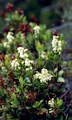 APII jpeg image of Tetracarpaea tasmannica  © contact APII