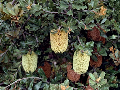 APII jpeg image of Banksia lemanniana  © contact APII
