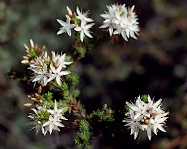 APII jpeg image of Calytrix tetragona  © contact APII