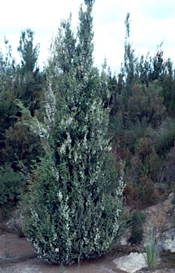 APII jpeg image of Leptospermum riparium  © contact APII