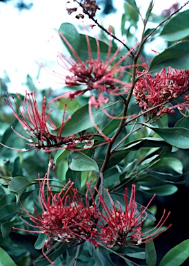 APII jpeg image of Grevillea decora  © contact APII