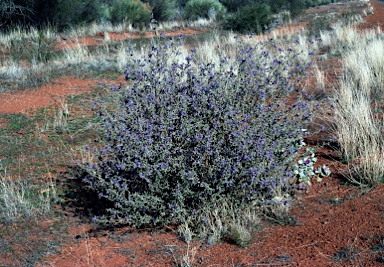 APII jpeg image of Seringia integrifolia  © contact APII