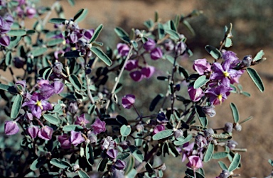 APII jpeg image of Seringia integrifolia  © contact APII