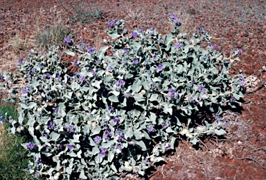 APII jpeg image of Solanum phlomoides  © contact APII