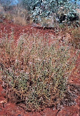 APII jpeg image of Pterocaulon sphacelatum  © contact APII