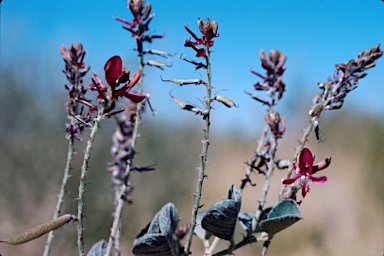 APII jpeg image of Indigofera monophylla  © contact APII