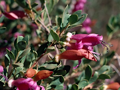 APII jpeg image of Eremophila maculata  © contact APII