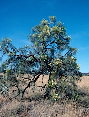 APII jpeg image of Grevillea pyramidalis  © contact APII