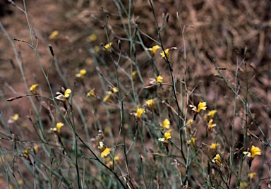 APII jpeg image of Goodenia lamprosperma  © contact APII