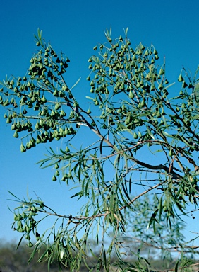 APII jpeg image of Codonocarpus cotinifolius  © contact APII