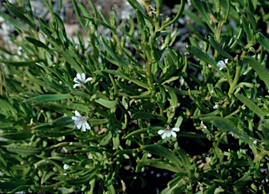 APII jpeg image of Scaevola cunninghamii  © contact APII