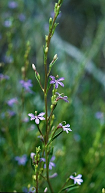 APII jpeg image of Scaevola pulchella  © contact APII