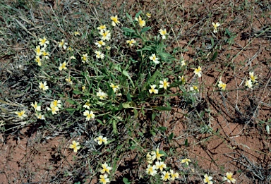 APII jpeg image of Goodenia tenuiloba  © contact APII