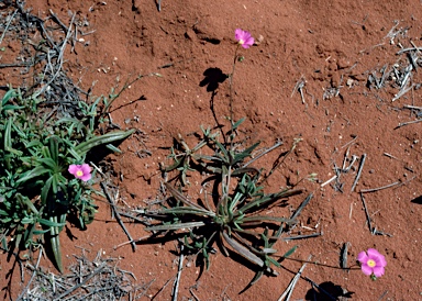 APII jpeg image of Calandrinia balonensis  © contact APII