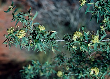 APII jpeg image of Pimelea microcephala  © contact APII