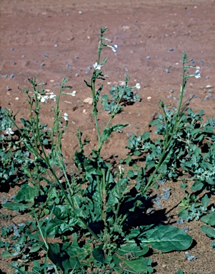 APII jpeg image of Nicotiana occidentalis subsp. obliqua  © contact APII