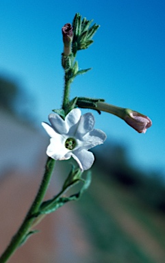 APII jpeg image of Nicotiana occidentalis subsp. obliqua  © contact APII