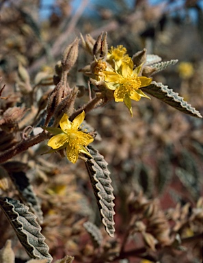 APII jpeg image of Corchorus crozophorifolius  © contact APII