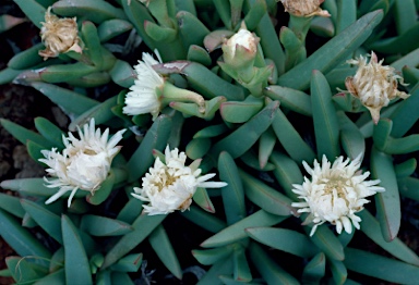 APII jpeg image of Carpobrotus sp. Thevenard Island (M.White 050)  © contact APII