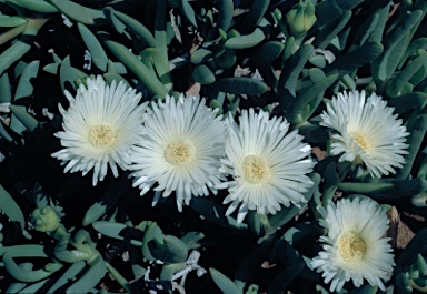 APII jpeg image of Carpobrotus sp. Thevenard Island (M.White 050)  © contact APII