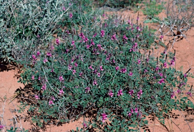 APII jpeg image of Indigofera boviperda  © contact APII