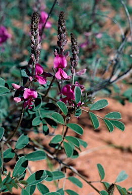 APII jpeg image of Indigofera boviperda  © contact APII