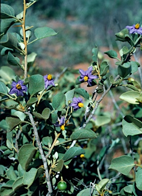 APII jpeg image of Solanum orbiculatum  © contact APII