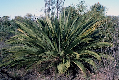 APII jpeg image of Macrozamia riedlei  © contact APII