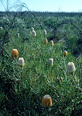 APII jpeg image of Banksia hookeriana  © contact APII
