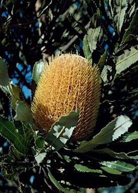 APII jpeg image of Banksia burdettii  © contact APII