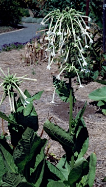 APII jpeg image of Nicotiana sylvestris  © contact APII