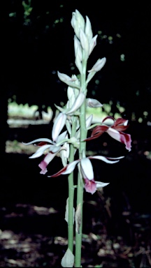 APII jpeg image of Phaius australis  © contact APII