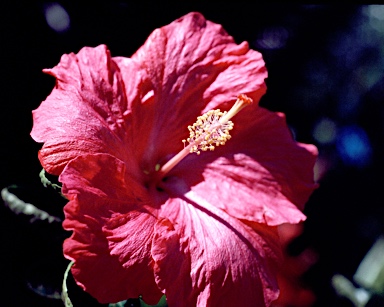 APII jpeg image of Hibiscus rosa-sinensis  © contact APII