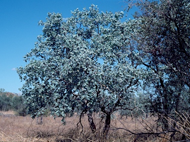 APII jpeg image of Eucalyptus pruinosa  © contact APII