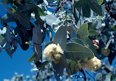 APII jpeg image of Eucalyptus pruinosa  © contact APII