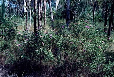 APII jpeg image of Osbeckia australiana  © contact APII
