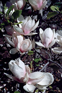 APII jpeg image of Magnolia x soulangeana  © contact APII
