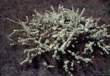 APII jpeg image of Hakea teretifolia  © contact APII