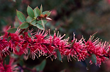 APII jpeg image of Hakea 'Burrendong Beauty'  © contact APII